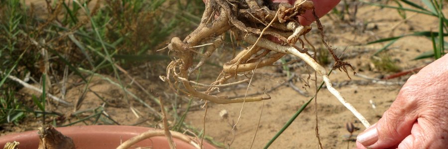 Gansbaai Brunsvigia orientalis terug by die huis na 10 jaar_1